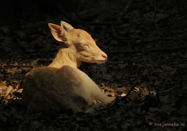 Wildpark Duitsland