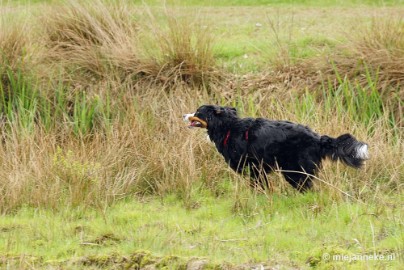 15 m Berner Sennen Meeting Limburg