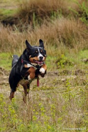 17 m Berner Sennen Meeting Limburg