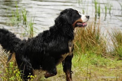 25 m Berner Sennen Meeting Limburg