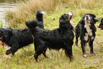 27 m Berner Sennen Meeting Limburg