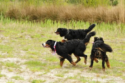 34 m Berner Sennen Meeting Limburg