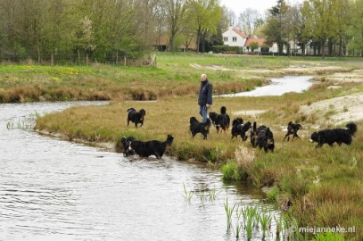 77 m Berner Sennen Meeting Limburg