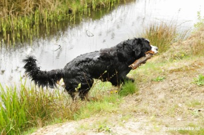 89 m Berner Sennen Meeting Limburg