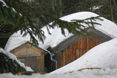 DSC_2940 Bayerisch Wald