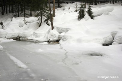 DSC_3024 Bayerisch Wald