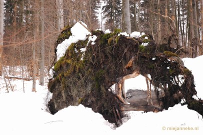 DSC_3032 Bayerisch Wald