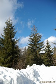 DSC_3125 Bayerisch Wald