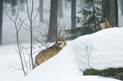 _DSC7932a Bayerisch Wald