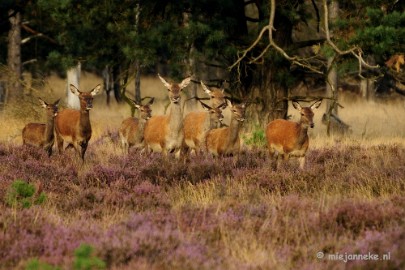 _DSC7381 Brons op de Veluwe