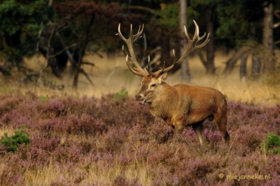 _DSC7435 Brons op de Veluwe