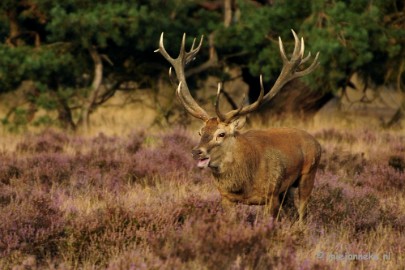 _DSC7441 Brons op de Veluwe