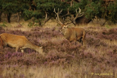 _DSC7442 Brons op de Veluwe