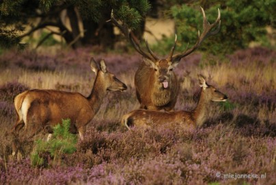 _DSC7457 Brons op de Veluwe