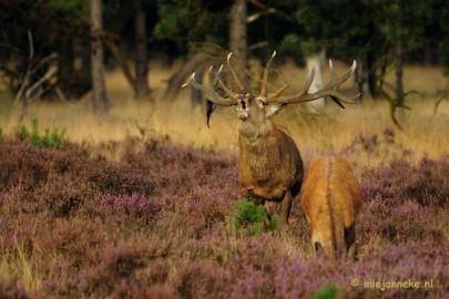 _DSC7510 Brons op de Veluwe