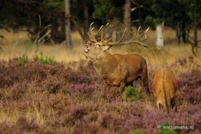 _DSC7515 Brons op de Veluwe