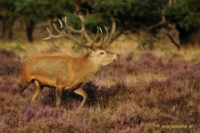 _DSC7542 Brons op de Veluwe