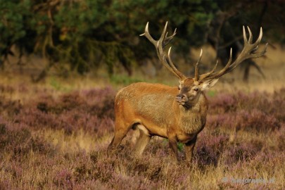 _DSC7583 Brons op de Veluwe