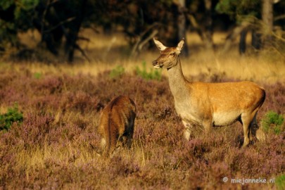 _DSC7642 Brons op de Veluwe