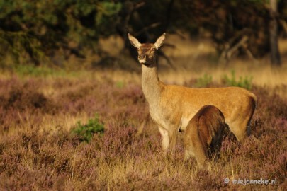 _DSC7648 Brons op de Veluwe