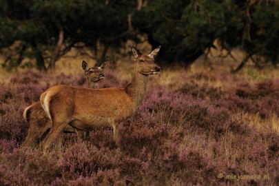 _DSC7891 Brons op de Veluwe