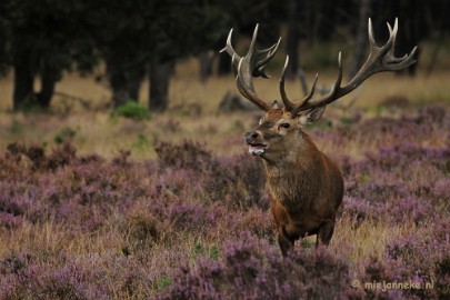 _DSC7924 Brons op de Veluwe