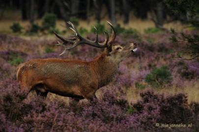 _DSC7929 Brons op de Veluwe