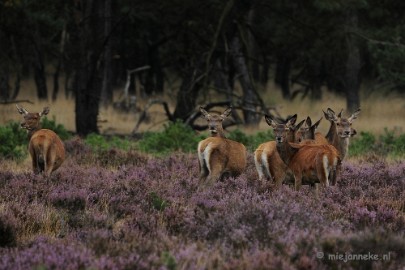 _DSC7936 Brons op de Veluwe