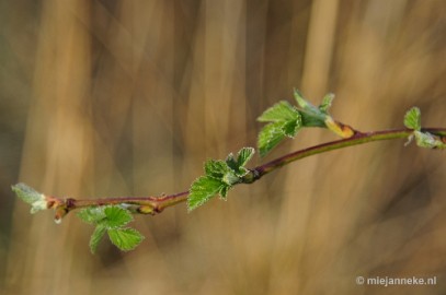 _DSC2033 Vorst aan de grond.