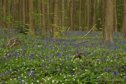 _DSC3007 Hallerbos