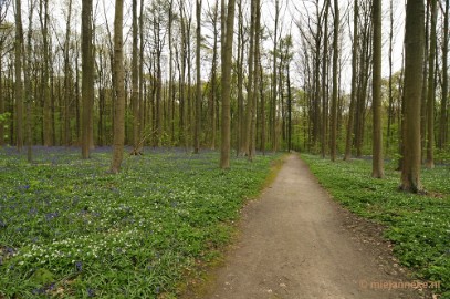 _DSC3025 Hallerbos