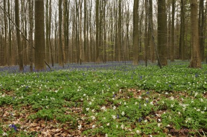 _DSC3071 Hallerbos