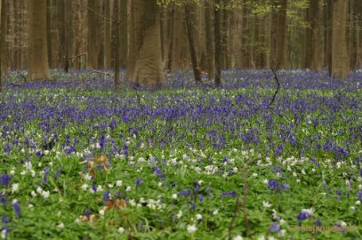 _DSC3075 Hallerbos