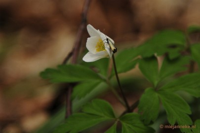 _DSC3113 Hallerbos