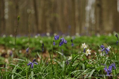 _DSC3154 Hallerbos