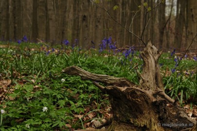 _DSC3166 Hallerbos