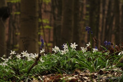 _DSC3184 Hallerbos