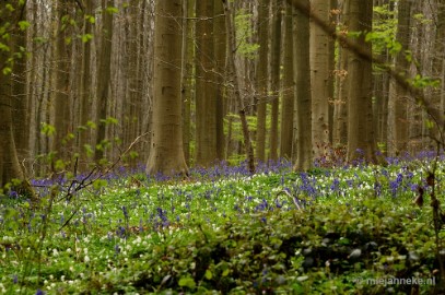 _DSC3229 Hallerbos