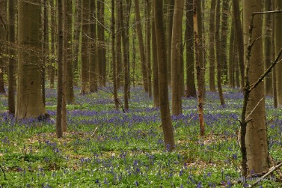 _DSC3251 Hallerbos