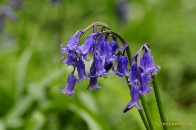 _DSC3271 Hallerbos