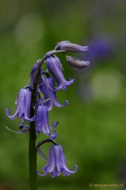 _DSC3276 Hallerbos