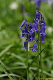 _DSC3302 Hallerbos