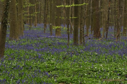 _DSC3351 Hallerbos