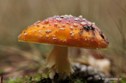 _DSC0001 Paddestoelen Leenderheide