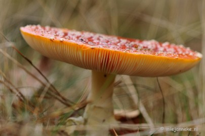 _DSC0004 Paddestoelen Leenderheide