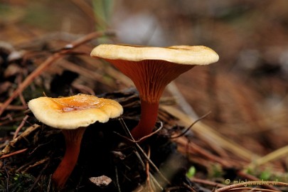 _DSC0012 Paddestoelen Leenderheide