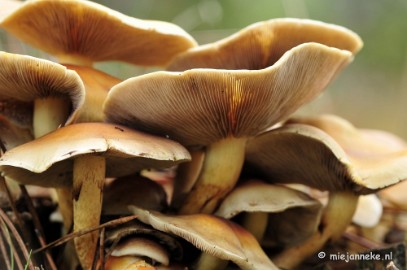 _DSC0020 Paddestoelen Leenderheide