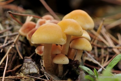 _DSC0022 Paddestoelen Leenderheide