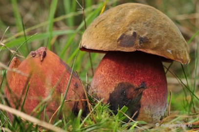 _DSC0052 Paddestoelen Leenderheide