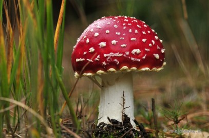 _DSC0072 Paddestoelen Leenderheide